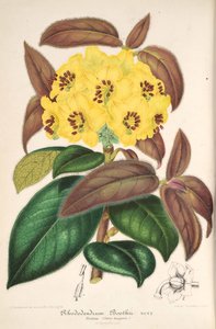 Rhododendron boothii de L’Illustration horticole